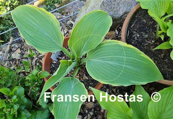 Hosta Easy Going